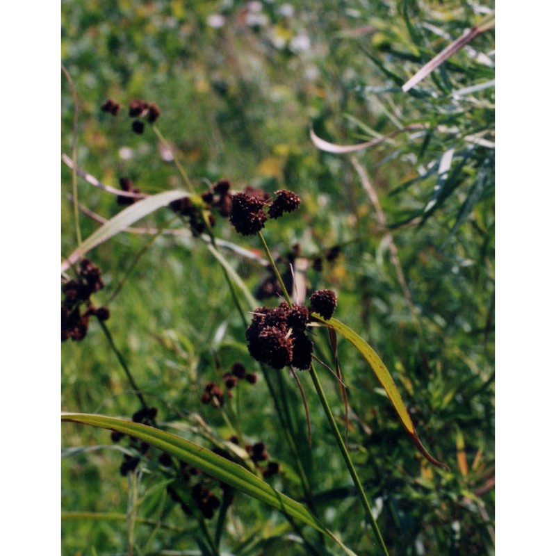 scirpus atrovirens willd.