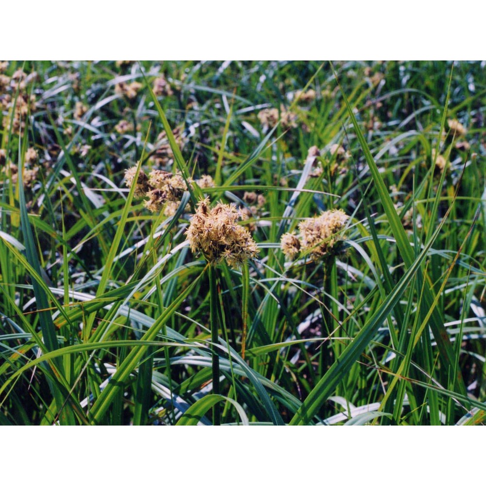 scirpus atrovirens willd.