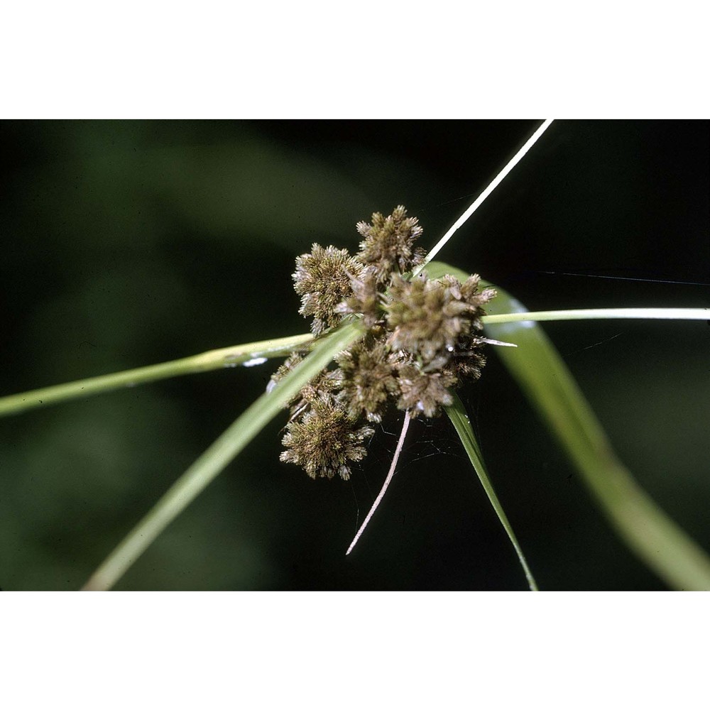 scirpus georgianus r. m. harper