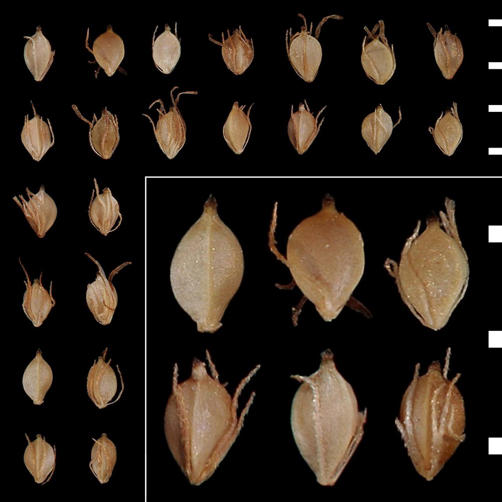 scirpus sylvaticus l.