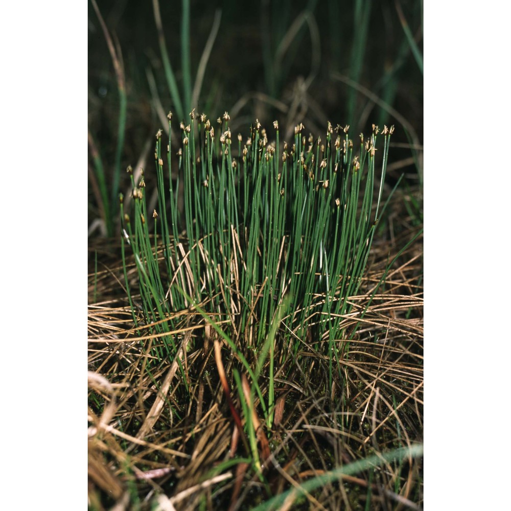 trichophorum cespitosum (l.) hartm.