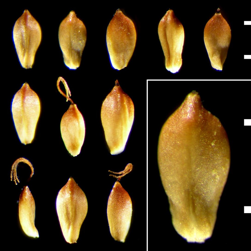 trichophorum pumilum (vahl) schinz et thell.