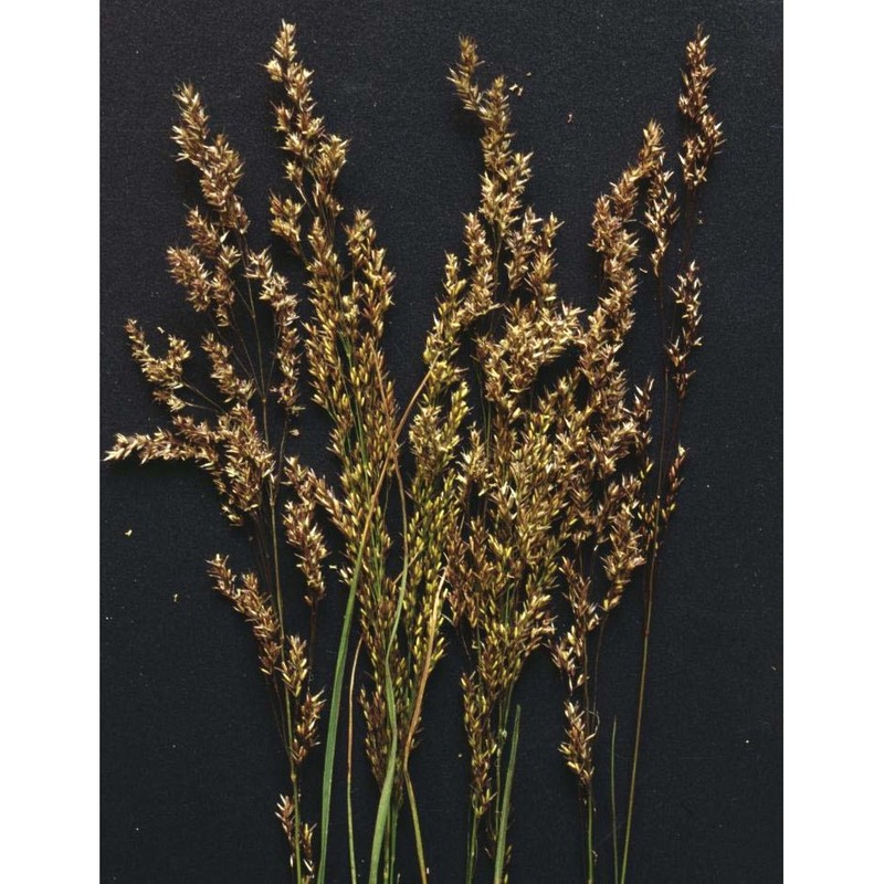 agrostis schraderiana bech.