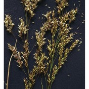 agrostis schraderiana bech.