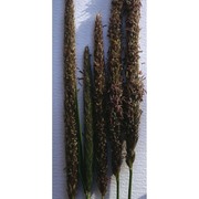 alopecurus pratensis l.