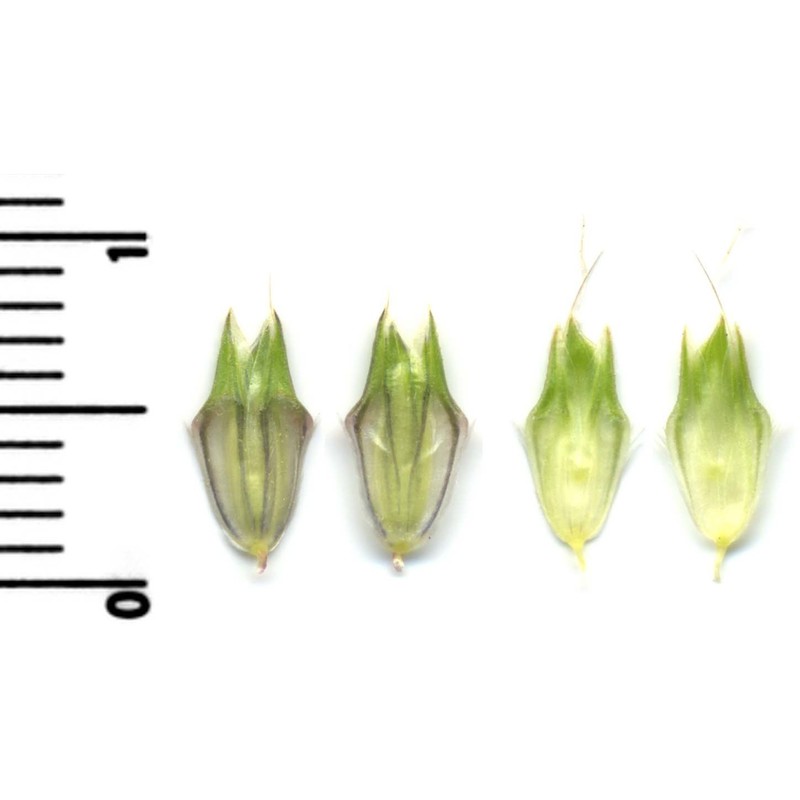 alopecurus rendlei eig