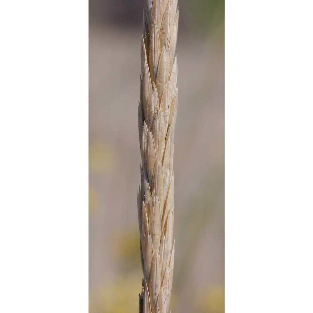 ammophila arenaria (l.) link subsp. australis (mabille) laínz