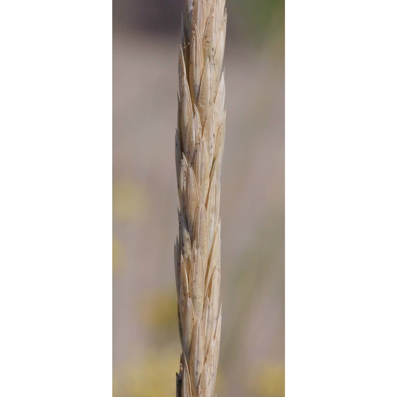 ammophila arenaria (l.) link subsp. australis (mabille) laínz