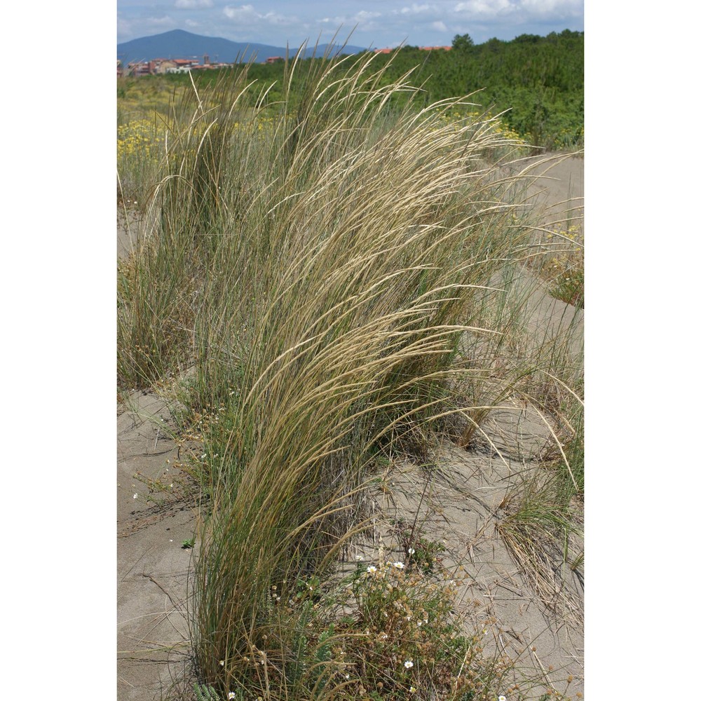 ammophila arenaria (l.) link subsp. australis (mabille) laínz