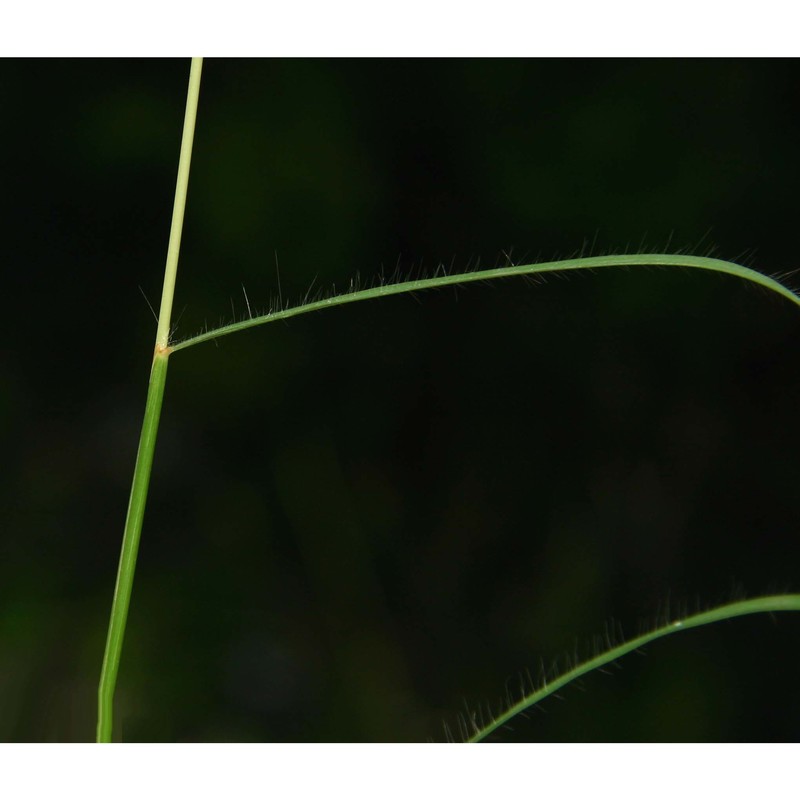 andropogon distachyos l.