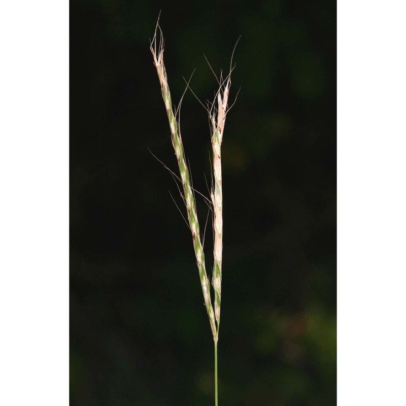 andropogon distachyos l.