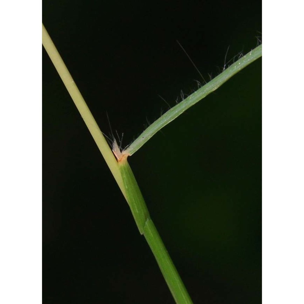 andropogon distachyos l.