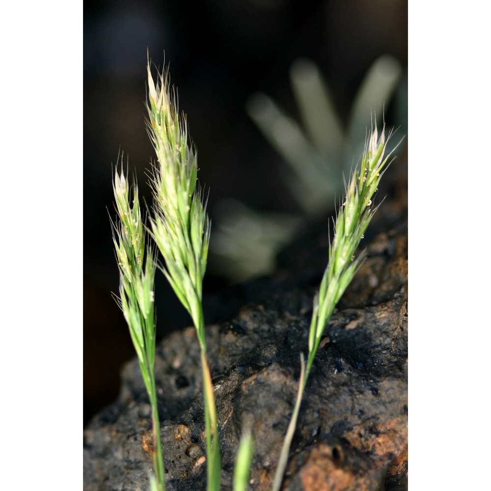 anisantha fasciculata (c. presl) nevski