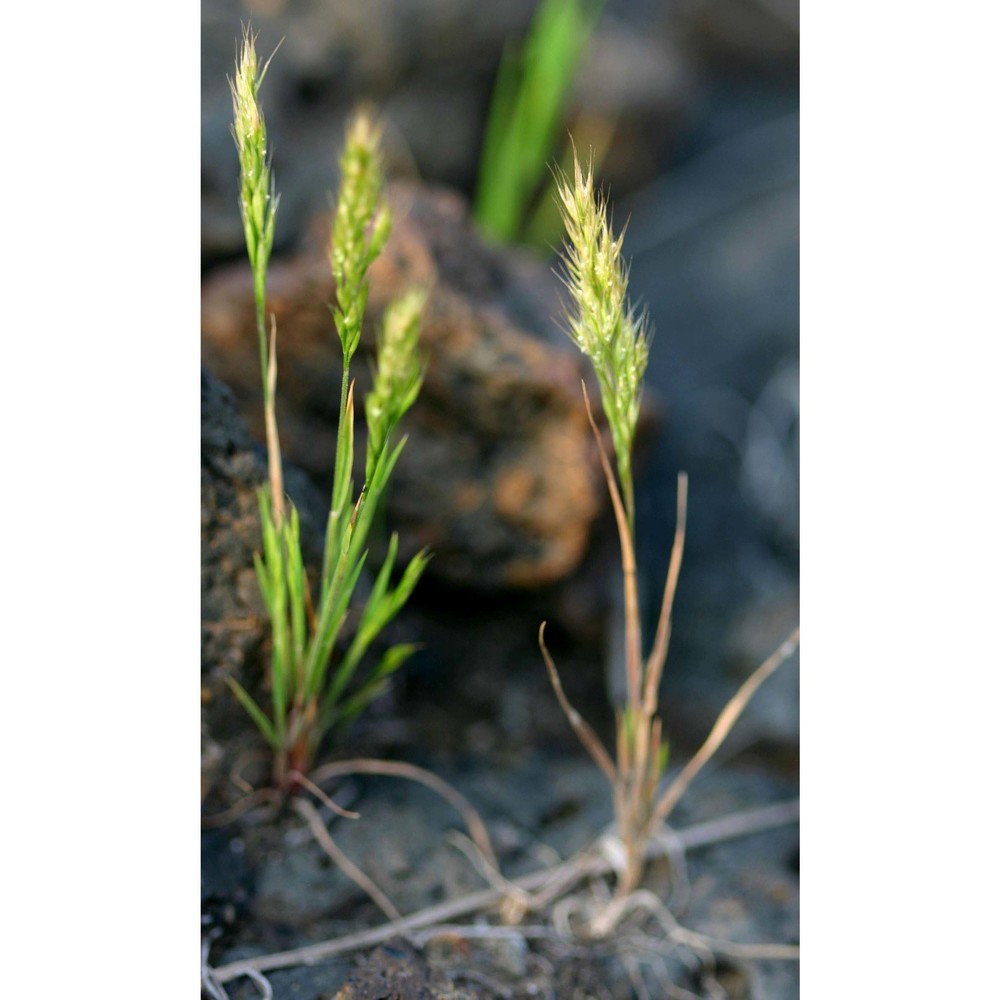 anisantha fasciculata (c. presl) nevski