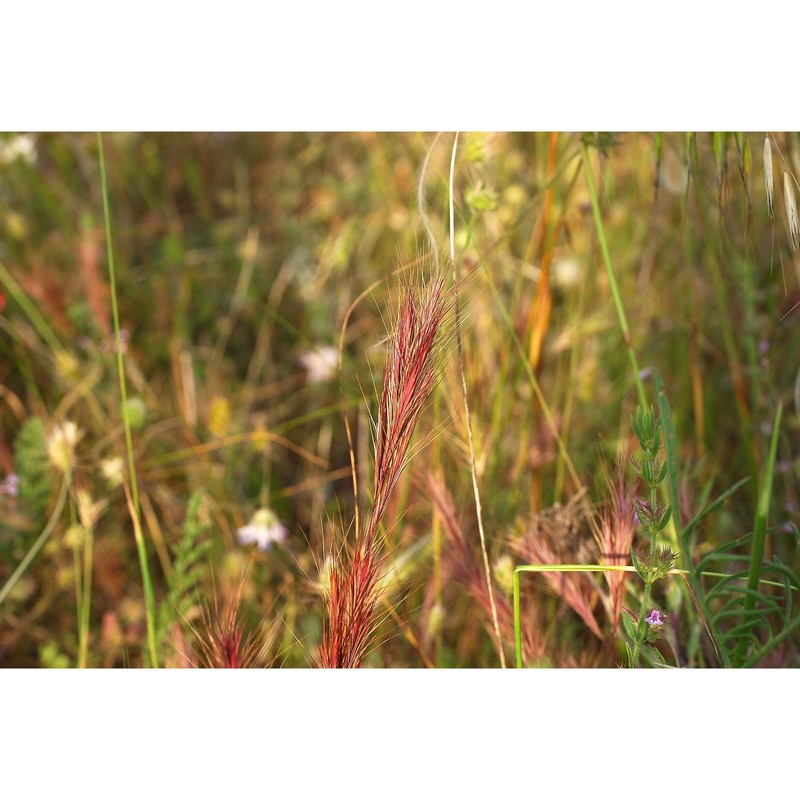 anisantha fasciculata (c. presl) nevski