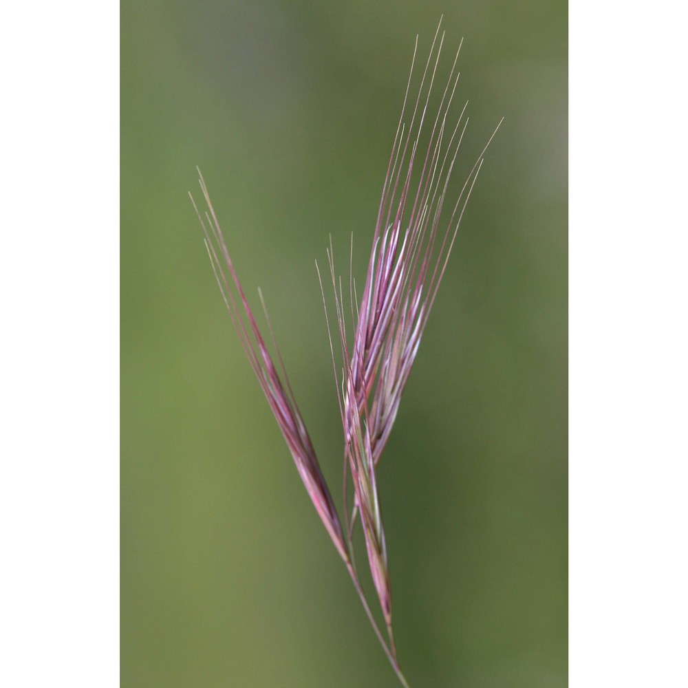 anisantha madritensis (l.) nevski