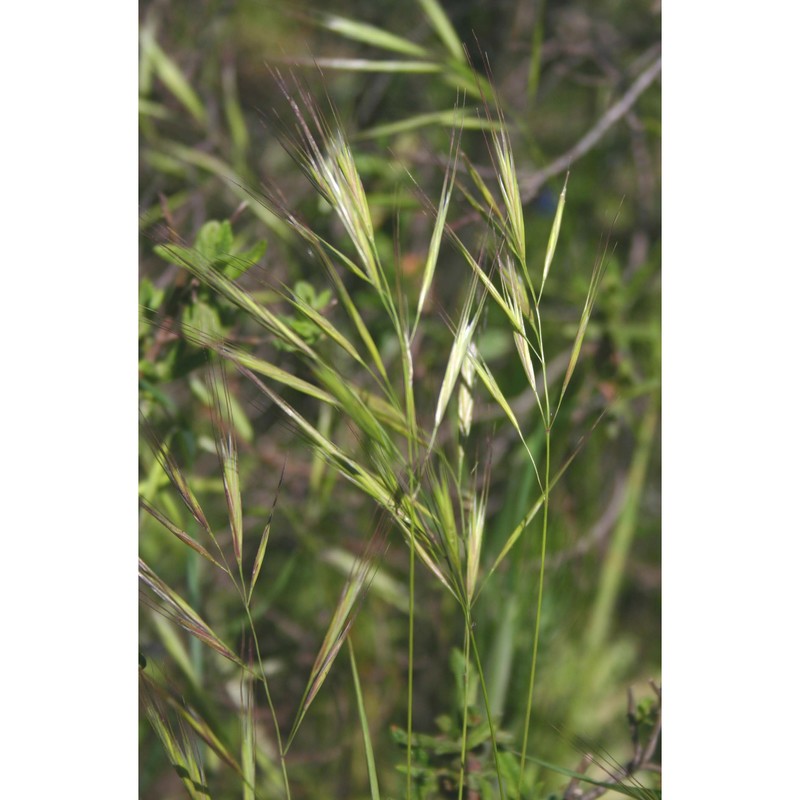 anisantha madritensis (l.) nevski