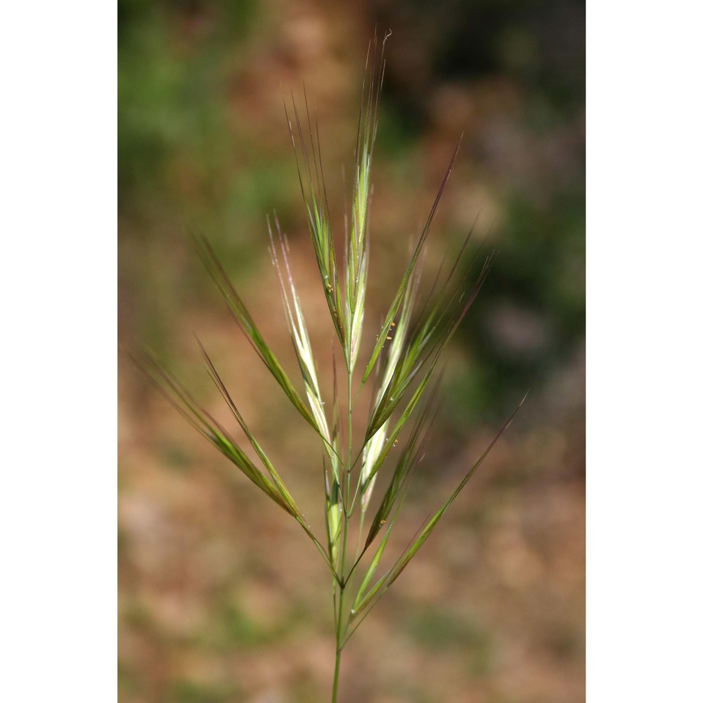 anisantha madritensis (l.) nevski