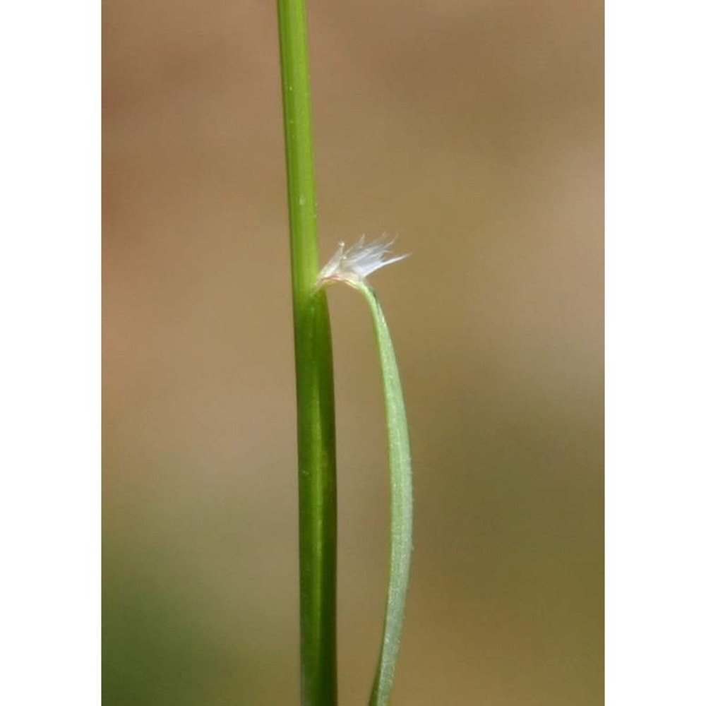 anisantha madritensis (l.) nevski