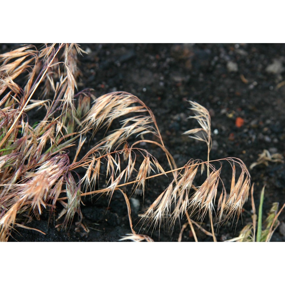 anisantha tectorum (l.) nevski