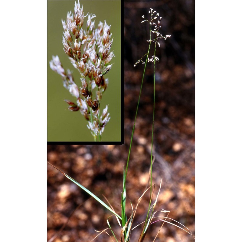 anthoxanthum australe (schrad.) veldkamp