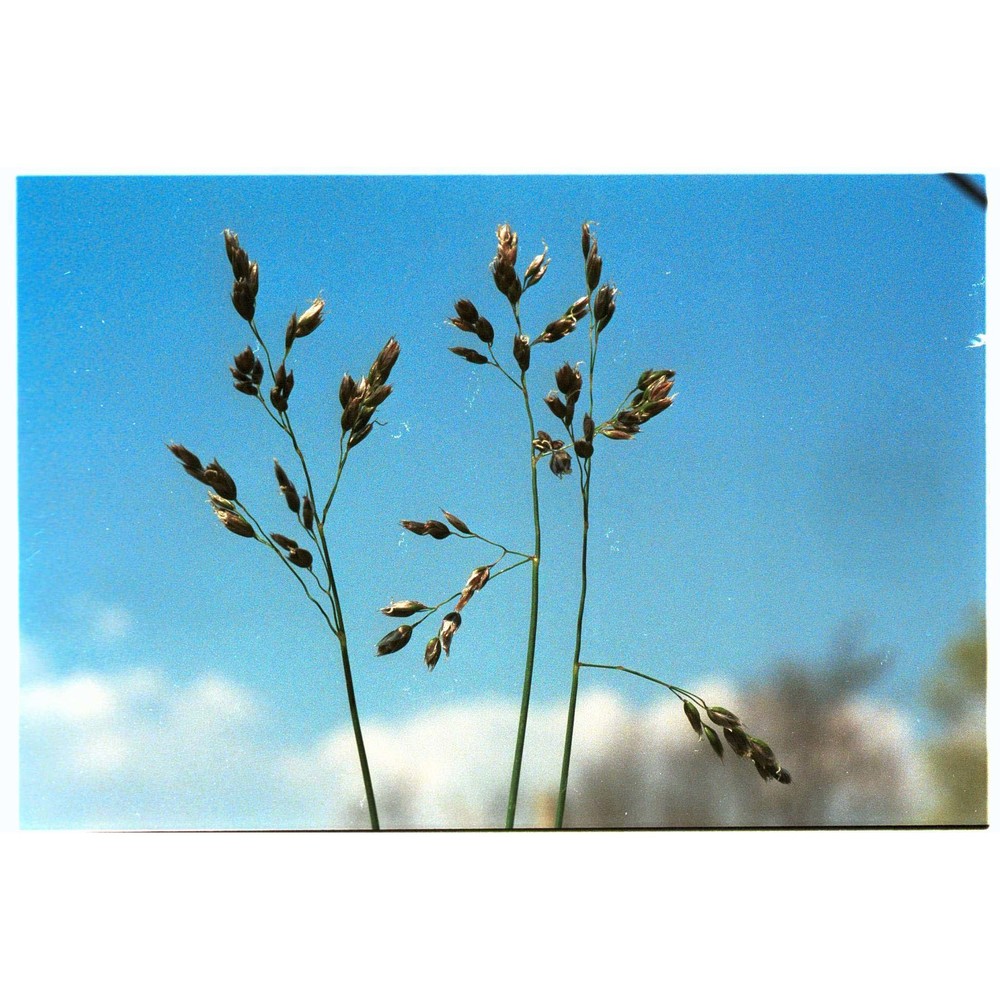 anthoxanthum australe (schrad.) veldkamp