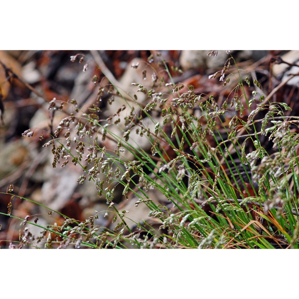 anthoxanthum australe (schrad.) veldkamp