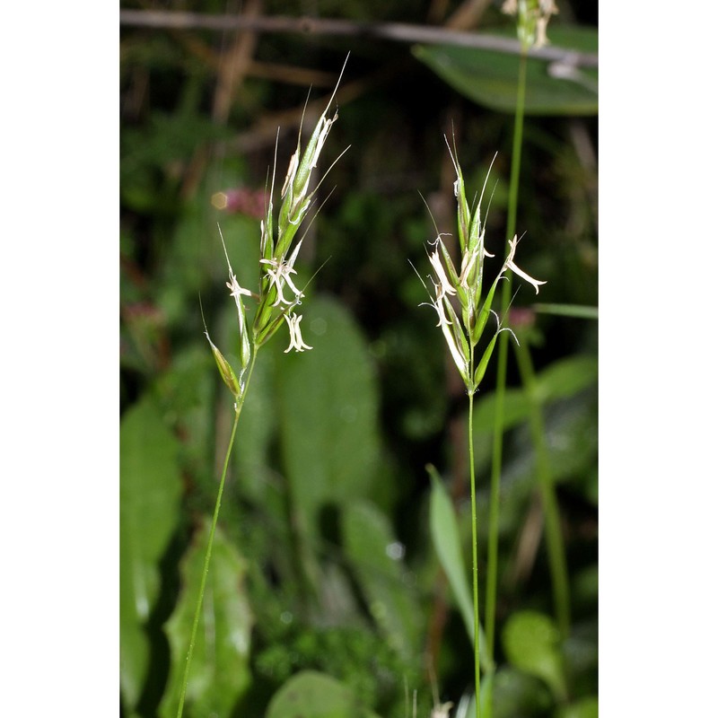 anthoxanthum gracile biv.