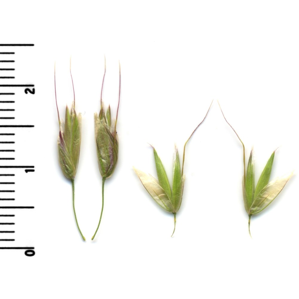 arrhenatherum elatius (l.) p. beauv. ex j. presl et c. presl