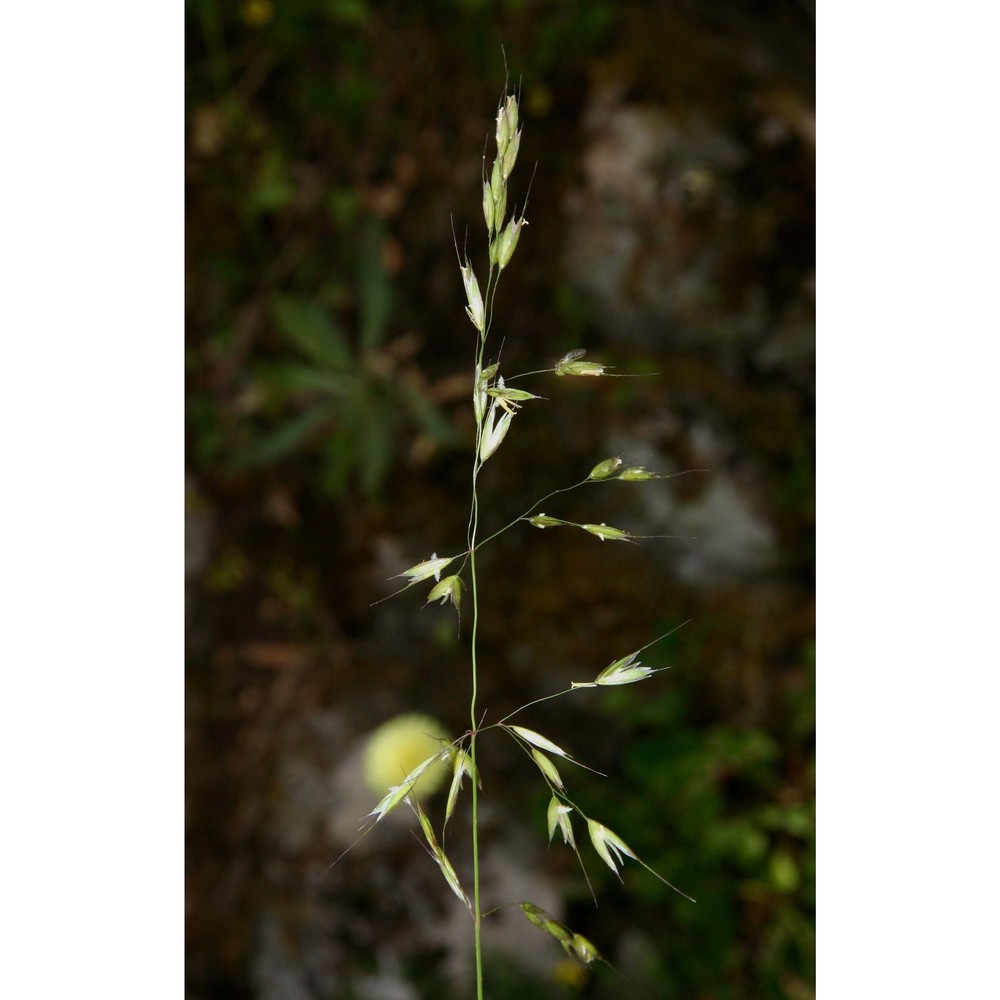 arrhenatherum nebrodense brullo, miniss. et spamp.