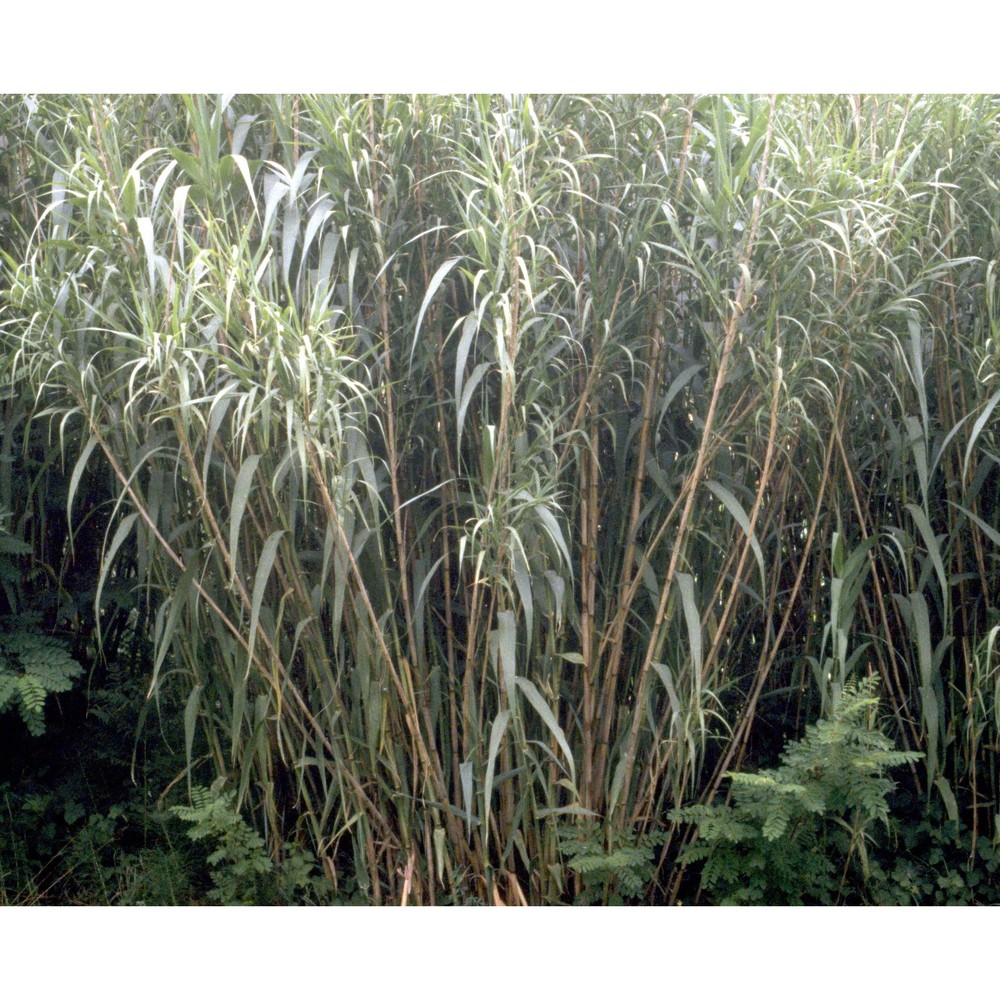 arundo donax l.