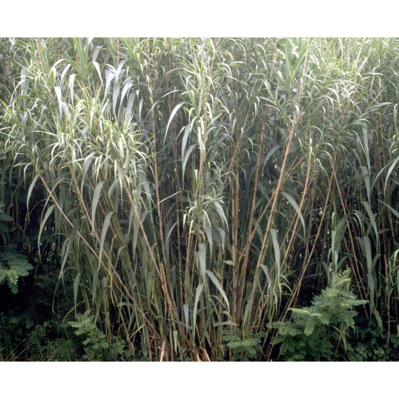 arundo donax l.