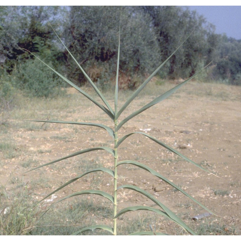 arundo donax l.