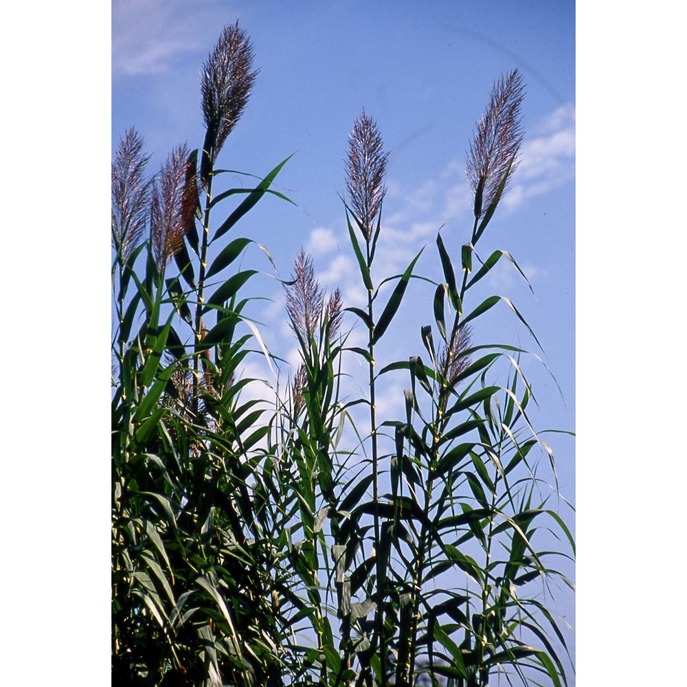 arundo donax l.