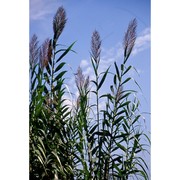 arundo donax l.