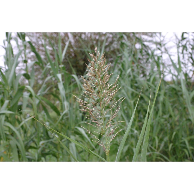 arundo donax l.