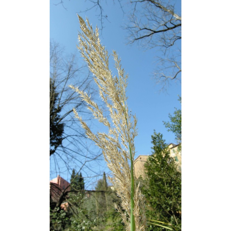 arundo plinii turra