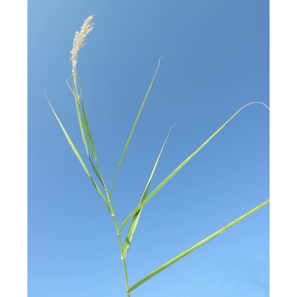 arundo plinii turra