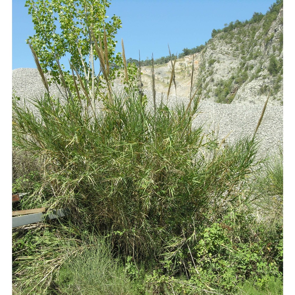 arundo plinii turra