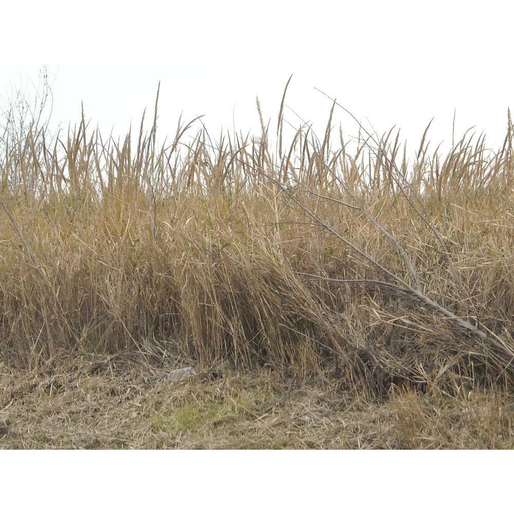 arundo plinii turra