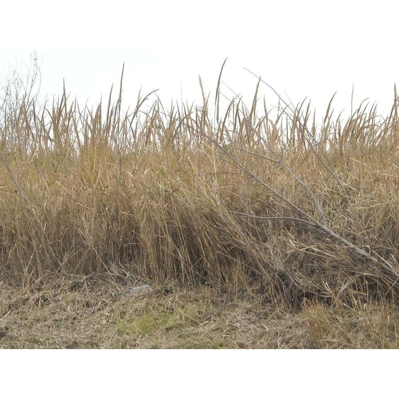 arundo plinii turra