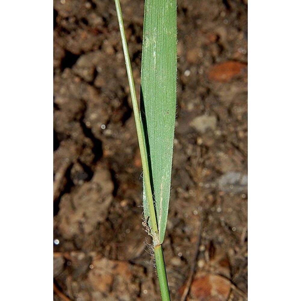 avellinia festucoides (link) valdés et h. scholz