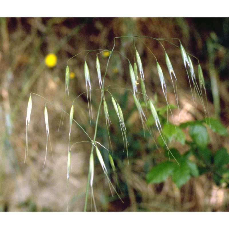 avena sterilis l.