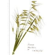 avena sterilis l.