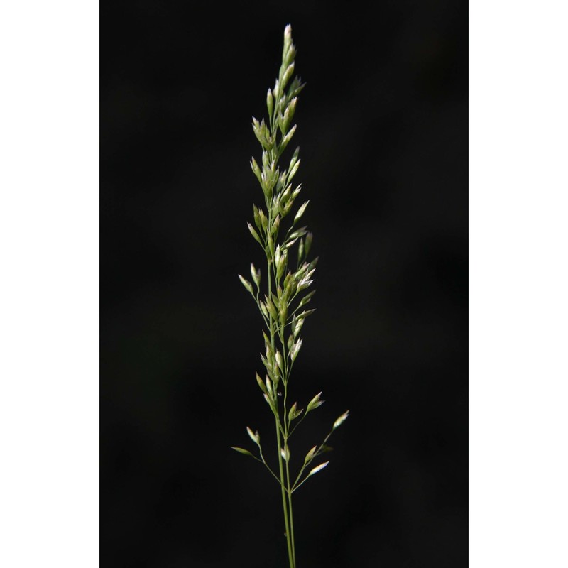 bellardiochloa variegata (lam.) kerguélen