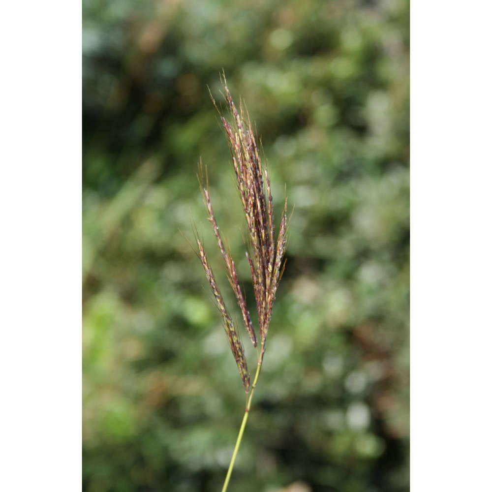 bothriochloa insculpta (hochst. ex a. rich.) a. camus subsp. panormitana giardina et raimondo