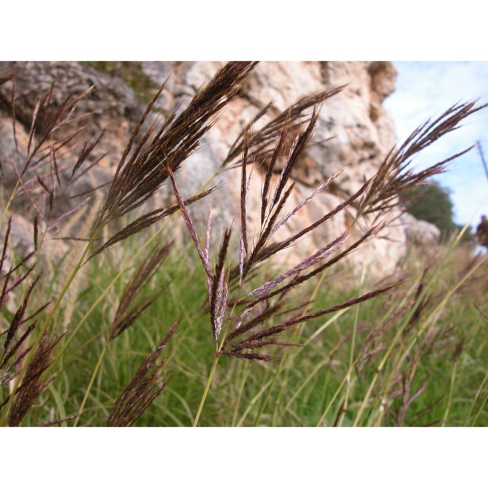 bothriochloa insculpta (hochst. ex a. rich.) a. camus subsp. panormitana giardina et raimondo