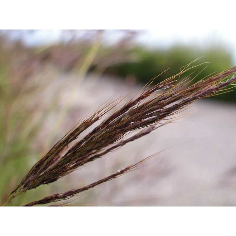 bothriochloa insculpta (hochst. ex a. rich.) a. camus subsp. panormitana giardina et raimondo