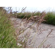 bothriochloa insculpta (hochst. ex a. rich.) a. camus subsp. panormitana giardina et raimondo