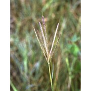 bothriochloa ischaemum (l.) keng